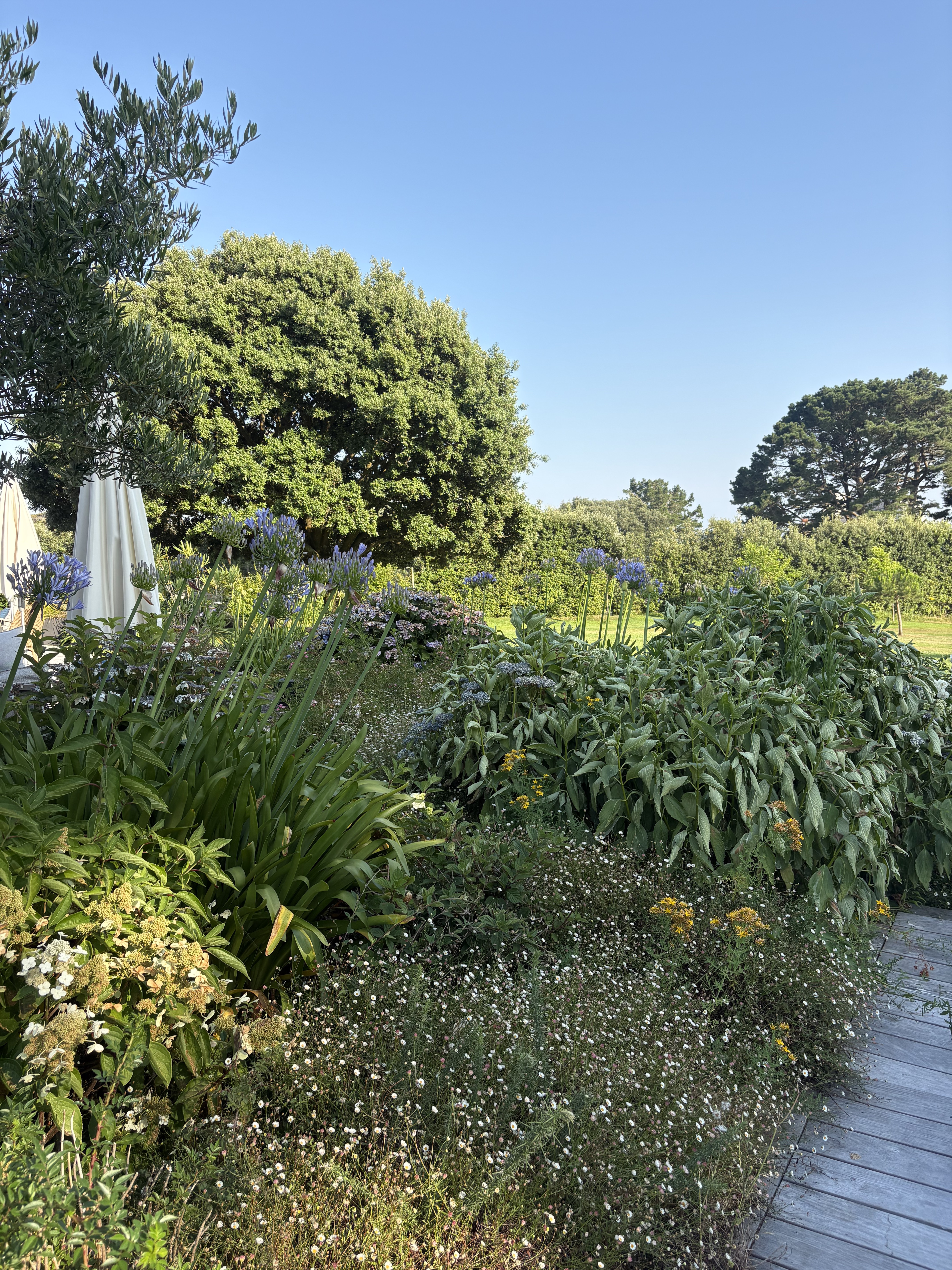 Sunlit garden with hydrangeas and stone home